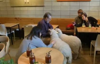 Njegov kafić je najpopularniji jer njime šetaju ovce 