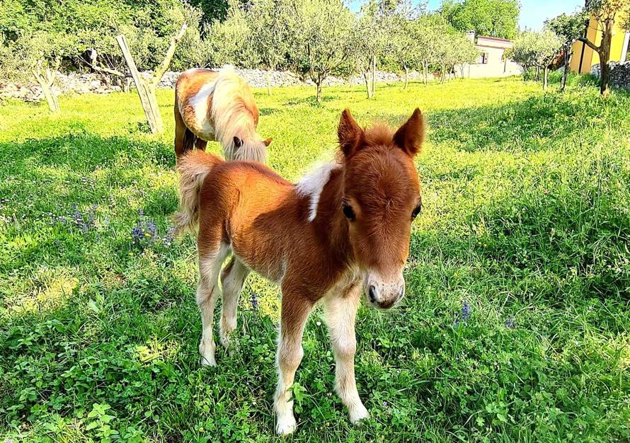 Beba poni u Istri čeka ime: Star je desetak dana i presladak je
