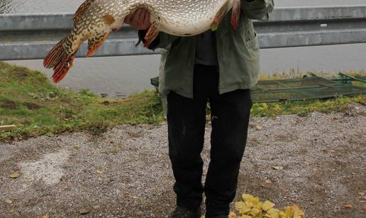 Ribič ulovio štuku dugu 1,1 metar i tešku 12, 5 kilograma