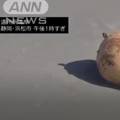 VIDEO Na plaži u Japanu našli misterioznu kuglu: 'Nemamo pojma što je i otkud taj objekt'