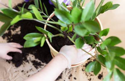 Kako pravilno presaditi sobnu biljku u samo nekoliko koraka?
