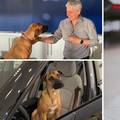 Napušteni pas 'zaposlio se' u autosalonu i oduševljava kupce