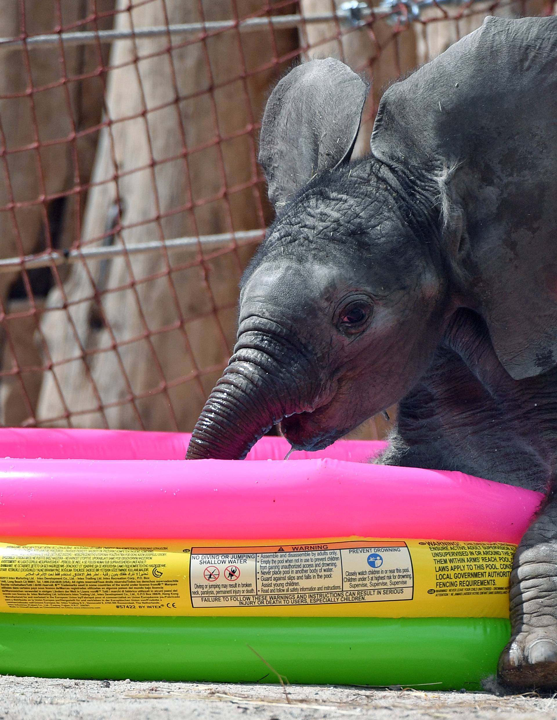 Elephant calf 'Ayo' at Halle/Salle zoo