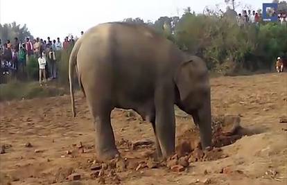 Slonić zaglavio u mulju: Majka slonica spašavala ga 11 sati! 