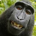 Majmun izgubio na sudu: Ne može imati prava na selfije