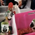 VIDEO MAMMA MIA! U autu je skrivao 300 kornja&ccaron;a i 77 papiga! Ulovili su ga u Italiji