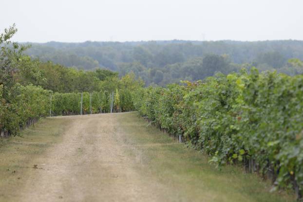 Zmajevac:  Vinski Bor maraton