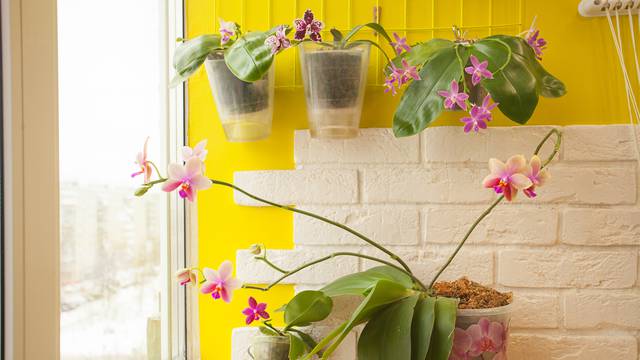 Za svaku stranu svijeta u stanu postoji savršena  vrsta orhideja