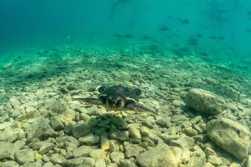 Pula: U more vraćena Victorija, oporavljena jedinka glavate želve