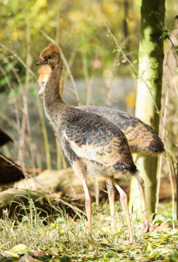 Zagrebački krunati ždralovi predstavljeni javnosti 