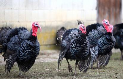 Možemo odahnuti: Nema novih zaraženih ptica s ptičjom gripom