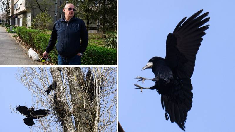 Stanare Španskog teroriziraju  vrane, iz Grada kažu: 'Zrinjevac je uklonio gnijezda  26. veljače'