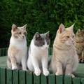 Zašto nas neke mačke na ulici prate - razlog nije samo hrana