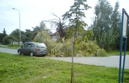 Vrba mrda: Stablo u Belom Manastiru palo na cestu