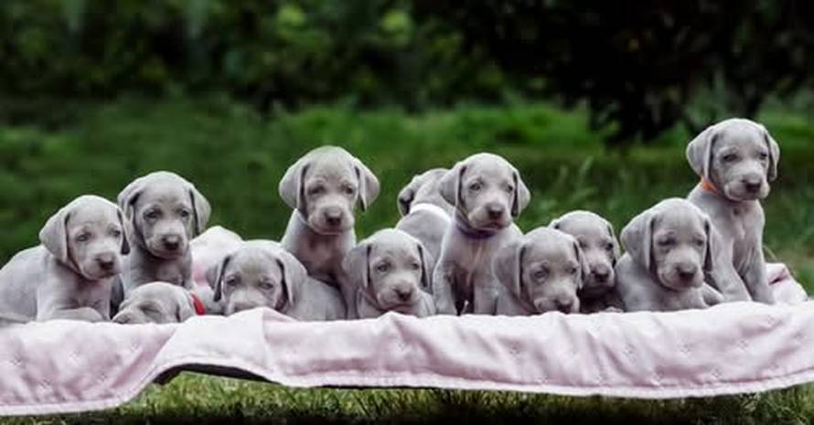 Ova fotografija nije AI, to su tri sestrice jantarnih očiju iz Siska!