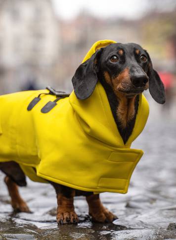 Cute,Dachshund,Dog,,Black,And,Tan,,Dressed,In,A,Yellow