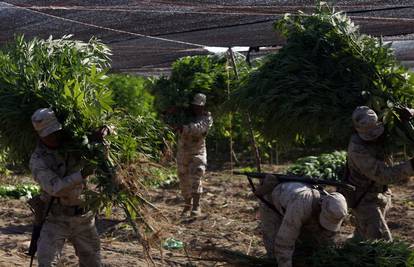 Rusija će uskoro legalizirati uzgoj marihuane za industriju? 