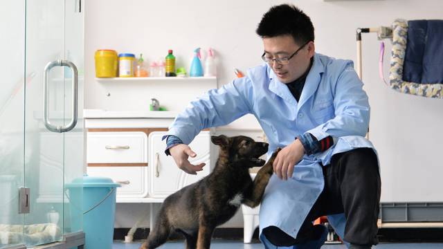 Researcher interacts with Kunxun, a dog cloned from a police dog, in Beijing