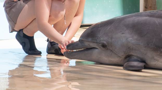A girl trains a dolphin on the shore of the pool