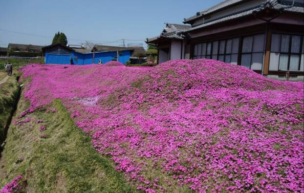 FOTO Pogledajte tu divotu: Farmer zasadio tisuće cvjetova za svoju slijepu suprugu