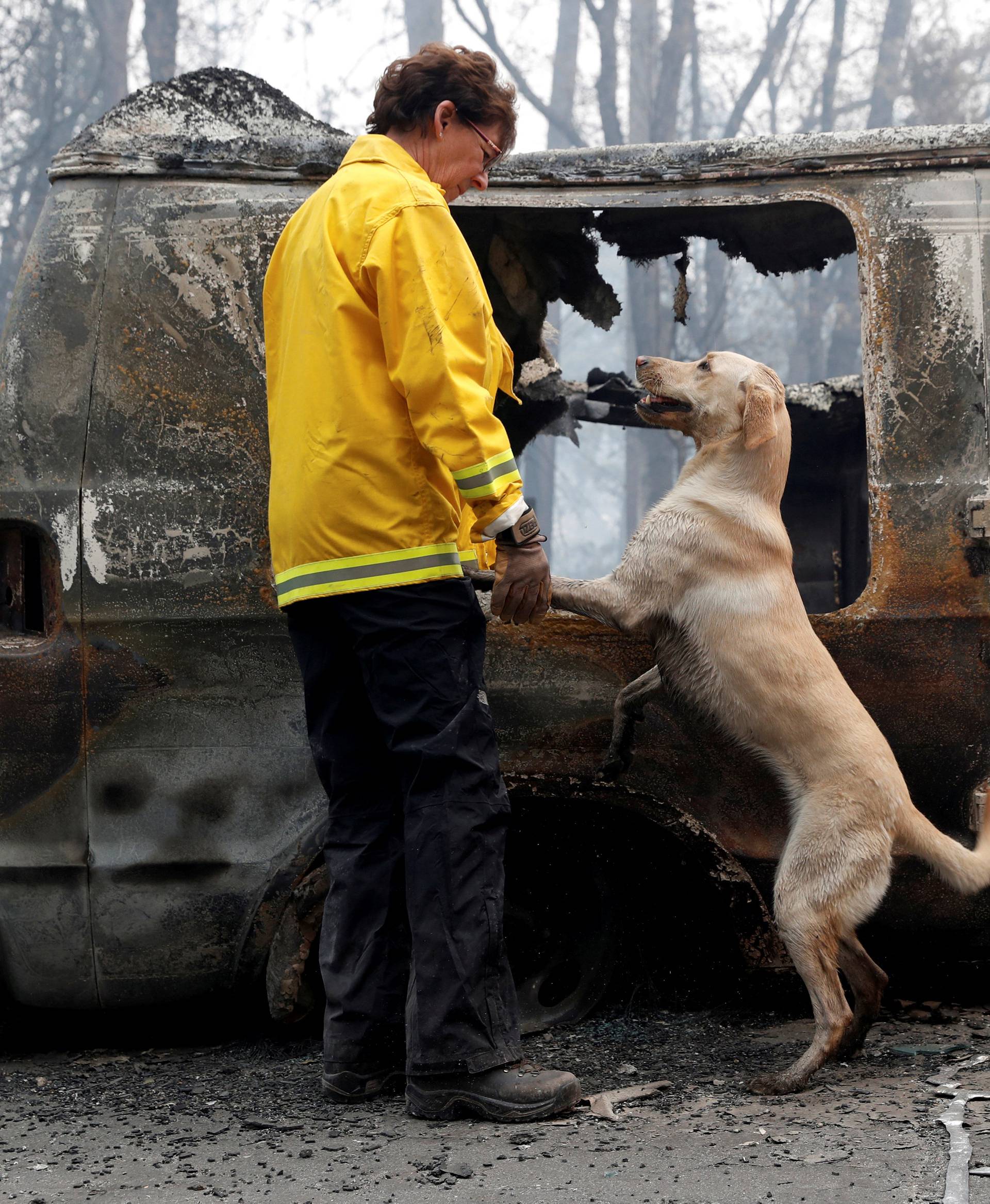 Atkinson searches for human remains with her cadaver dog in a van destroyed by the Camp Fire in Paradise