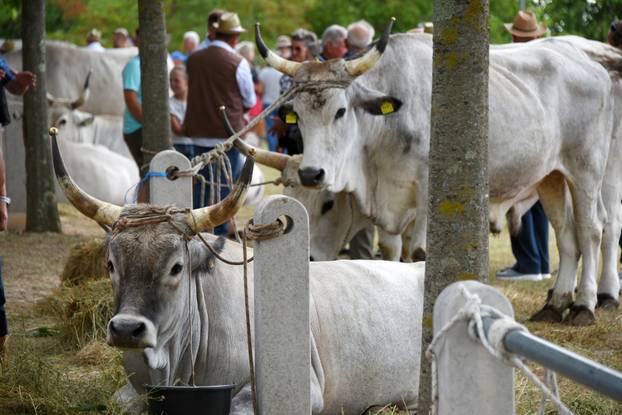 Kanfanar: 35. smotra istarskog boškarina