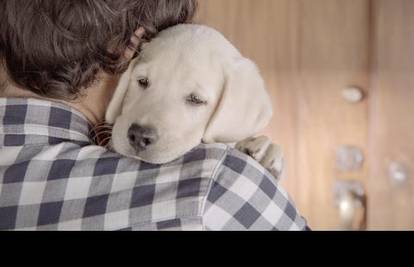 Dirljiva reklama: Ako piješ ne vozi, tvoj te pas vjerno čeka