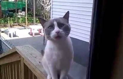  Mačka progovori 'demonskim glasom' kada poželi ući u kuću