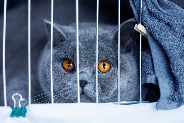 U Rijeci se održava Međunarodna izložba mačaka