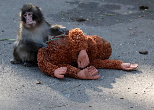 A baby Japanese macaque named Punch finds comfort in stuffed oranguta at Ichikawa City Zoo, in Ichikawa
