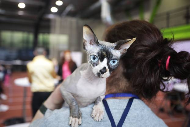 Rijeka: Međunarodna izložba mačaka