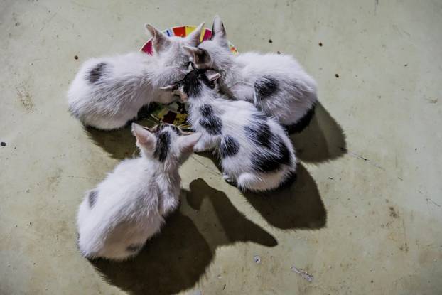 Vrgorac: Vatrogasci spasili 4 mačiča iz šahta gdje su ih pronašli ostavljene