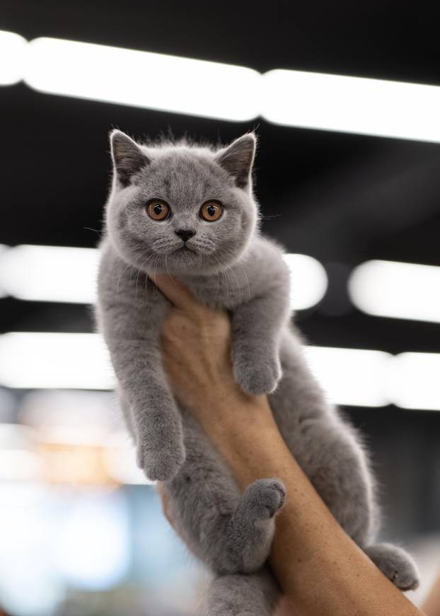 FOTO Velika izložba mačaka u Zagrebu: Predstavljene i jedinstvene modne kreacije