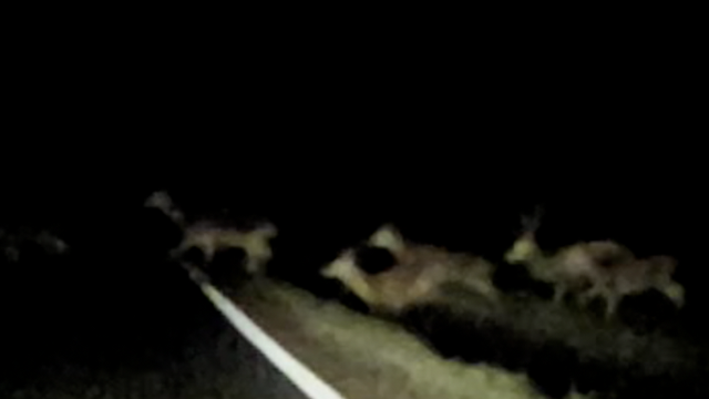 Bambi i prijatelji: Stado srna istrčalo na cestu kod Virovitice