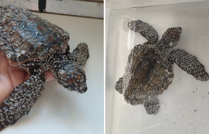 FOTO Kornjače Raula, Havajku i Fridu pronašli u Puli u kritičnom stanju: 'Tražimo uzrok stanja...'