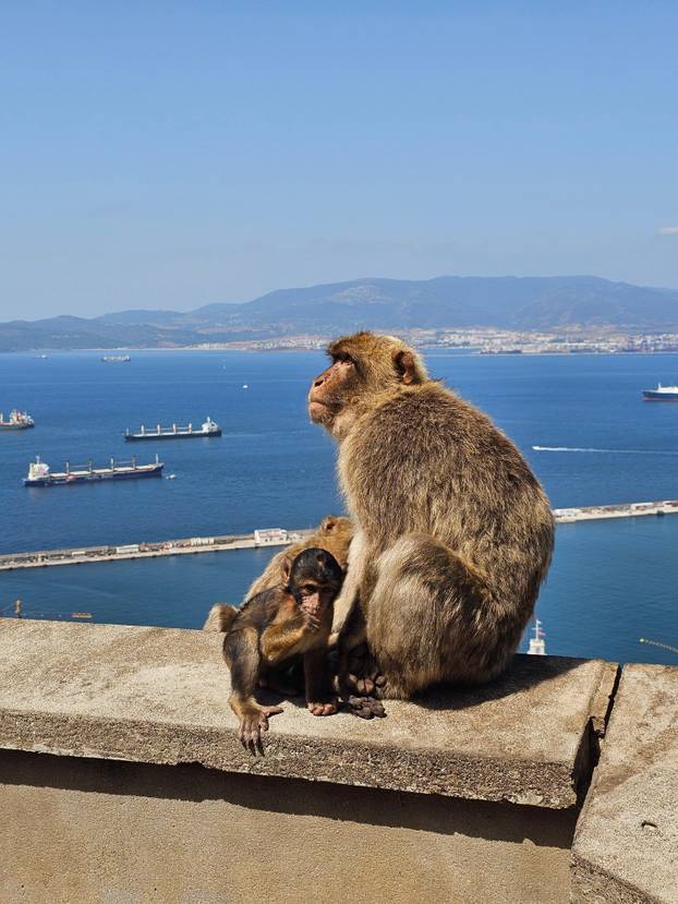 FOTO Majmuni su nam skakali po glavama na Gibraltaru i jeli iz ruke. Mame su pokazale zube