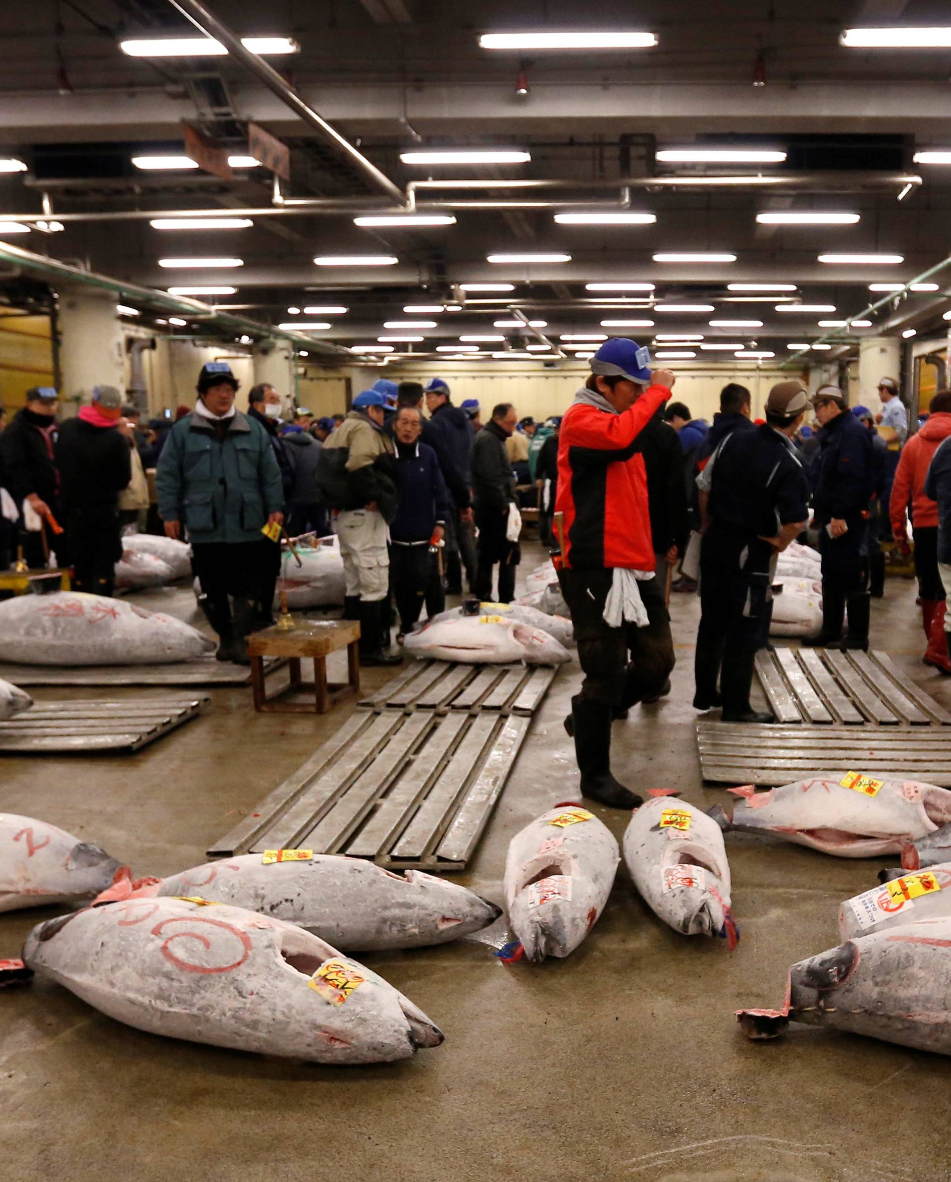 Wholesalers check the quality of frozen tuna displayed at the Tsukiji fish market before the New Year's auction in Tokyo, Japan