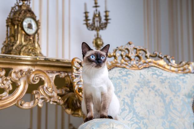 Beautiful rare breed of cat Mekongsky Bobtail female pet cat without tail sits interior of European architecture on retro vintage chic royal armchair 18th century Versailles palace. Baroque furniture
