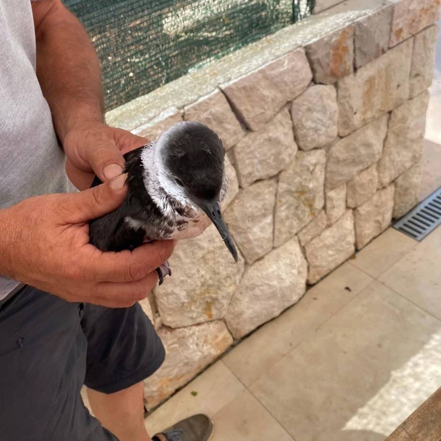 FOTO Na Lastovu spasili rijetku pticu: 'Ptić se izlegao iz jajeta koje nesu jednom godišnje'