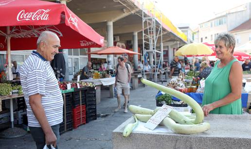 FOTO Neobično povrće privuklo ljude u Šibeniku: Naraste do 5m