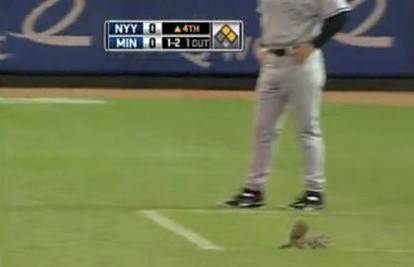 Nestašna vjeverica kriva je za prekid bejzbol utakmice