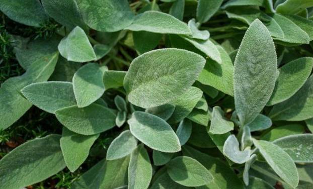 Rujan je idealno vrijeme: Evo koje trajnice treba sada posaditi