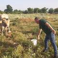 Bulj napojio krave koje su na suncu ostavljene bez vode: 'Ovu sramotu više neću tolerirati'