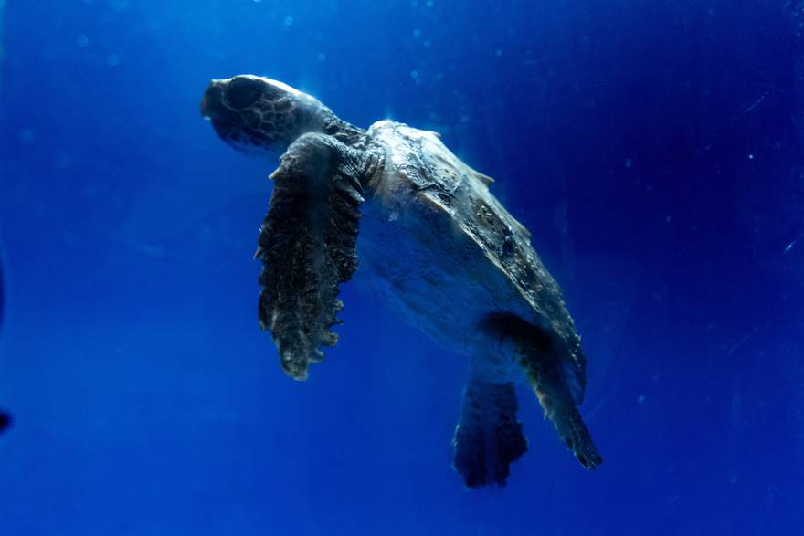 Na oporavak u Pulu stigle glavate &zcaron;elve