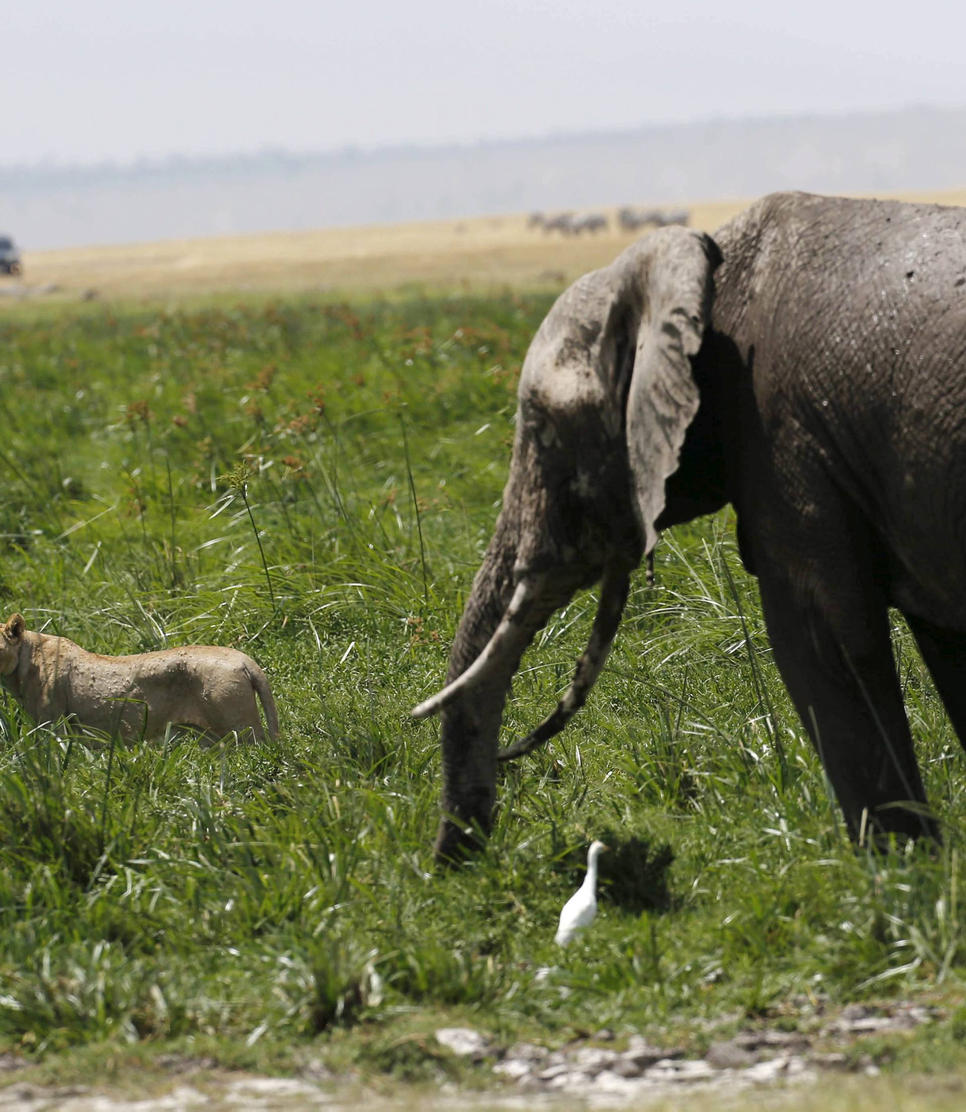 A lioness moves away from an elephant in Amboseli National Park, southeast of Kenya's capital Nairobi