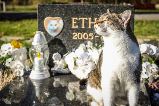 Zagreb: Groblje kućnih ljubimaca u Dumovcu obišao je jedino jedan mačak