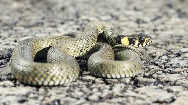 grass snake ready to attack
