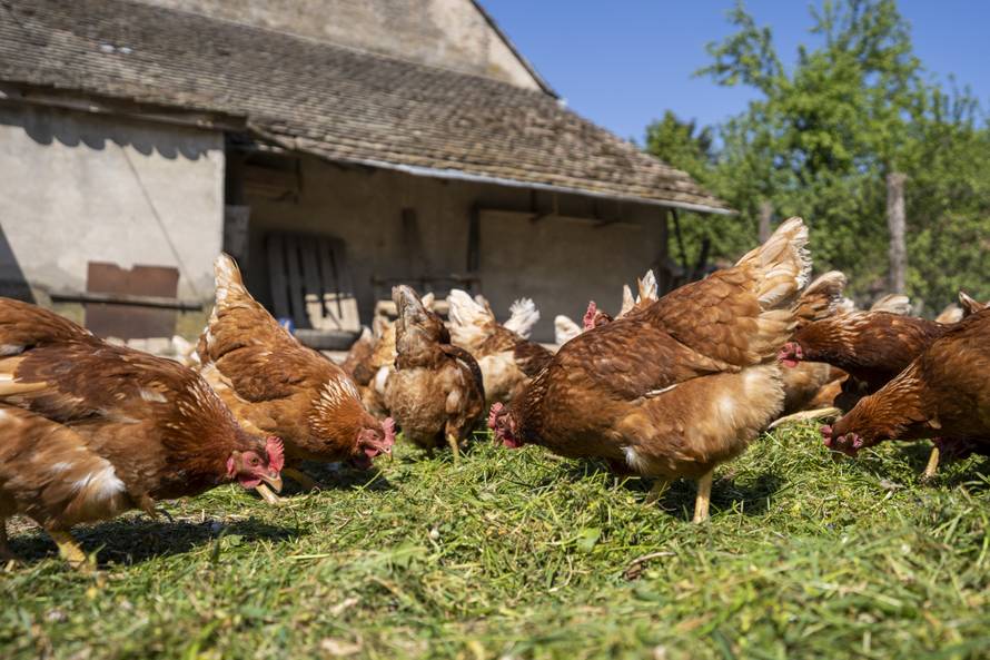 Jeste li u prehranu uključili jaja iz slobodnog uzgoja?