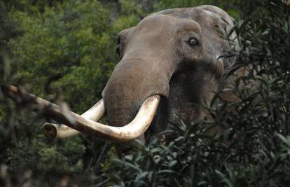 Love slona: Kljovama ubio 12 ženki koje su ga odbile