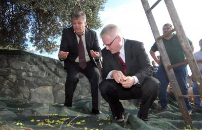 Josipović je na Pagu brao masline, na dar dobio ulje 